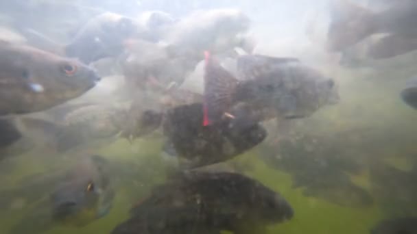 Un troupeau de poissons dans les eaux troubles — Video