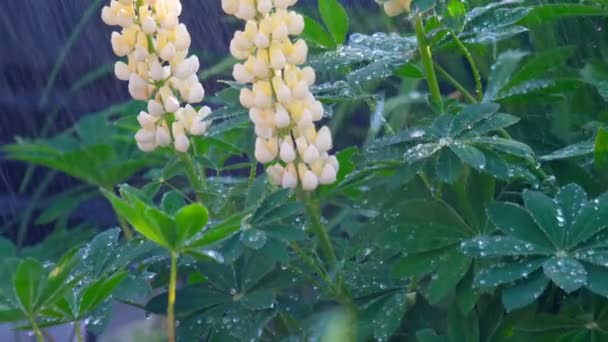 Люпин, що цвіте під літнім дощем — стокове відео