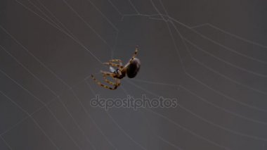 bir web Spider örgüleri