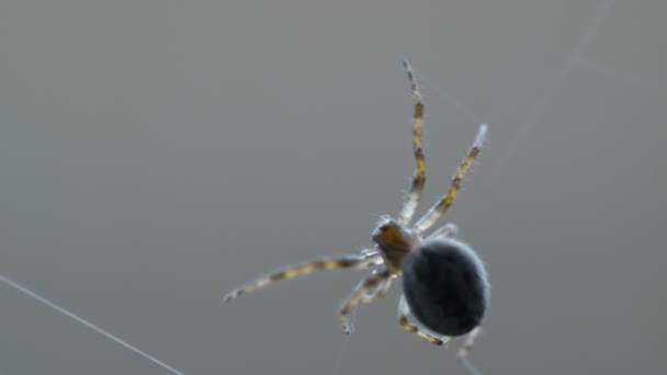 Spider weaves a web — Stock Video