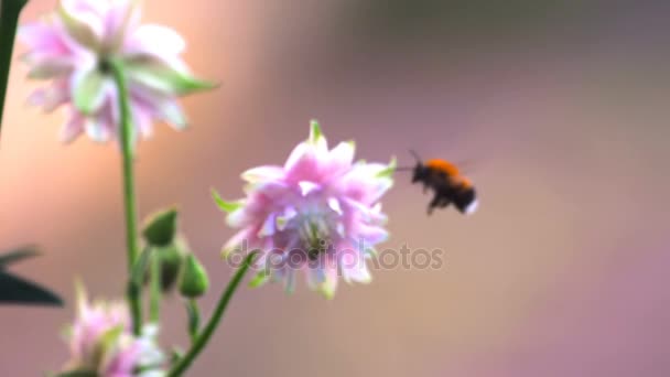 분홍색 장식 aquilegia 꽃에서 꿀벌 — 비디오