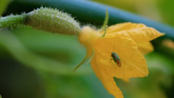 Bug em um pepino florescente — Vídeo de Stock