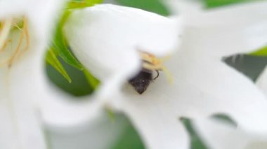 Bumblebee çan çiçeği çiçek
