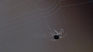 bir web Spider örgüleri