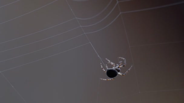 Spider weaves a web — Stock Video