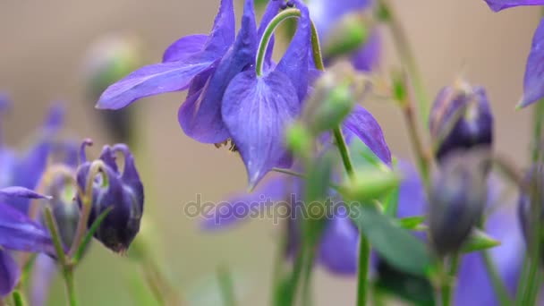 Bumblebee on aquilegia flower — Stock Video