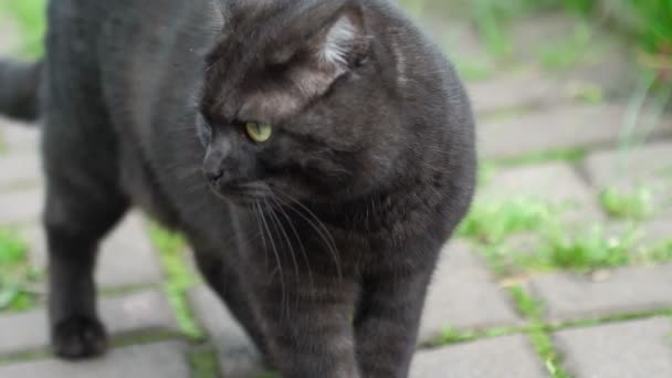 Negro escocés Fold gato — Vídeo de stock