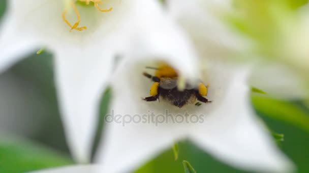 Hommel op bloem Campanula — Stockvideo