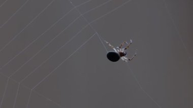 bir web Spider örgüleri