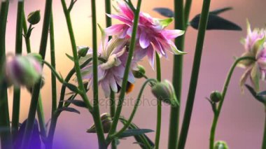 Bumblebee, pembe dekoratif aquilegia çiçek