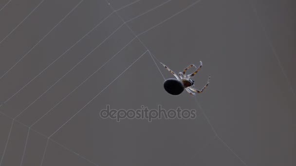 Edderkoppvever et nett – stockvideo