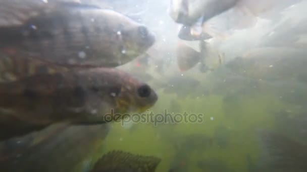 Um bando de peixes em águas agitadas — Vídeo de Stock
