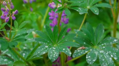 Lupine çiçeklenme yaz yağmur sonrası