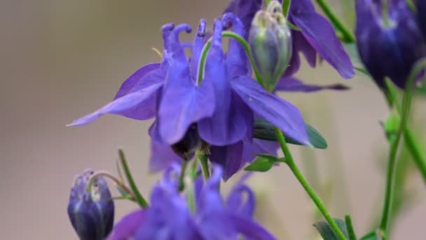 Bumblebee on aquilegia flower — Stock Video
