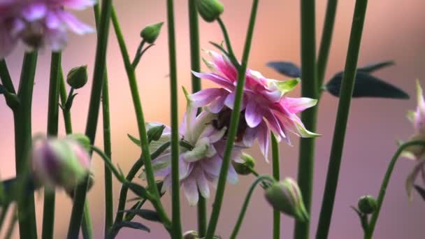 Джемблбі на рожевих декоративних квітах аквілеї — стокове відео