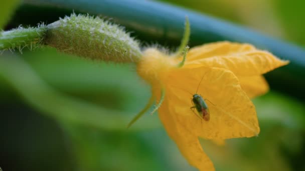 Käfer auf einer blühenden Gurke — Stockvideo