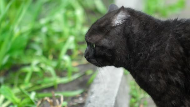 Svart Scottish Fold katt — Stockvideo