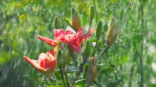 Flor de lírio rosa sob chuva — Vídeo de Stock