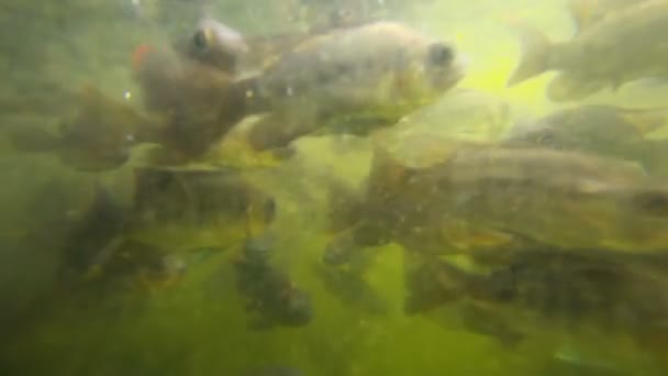 Een kudde van vissen in troebel water — Stockvideo