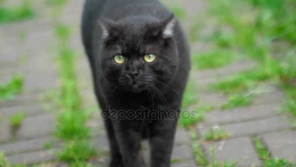 Black Scottish fold cat — Stock Video