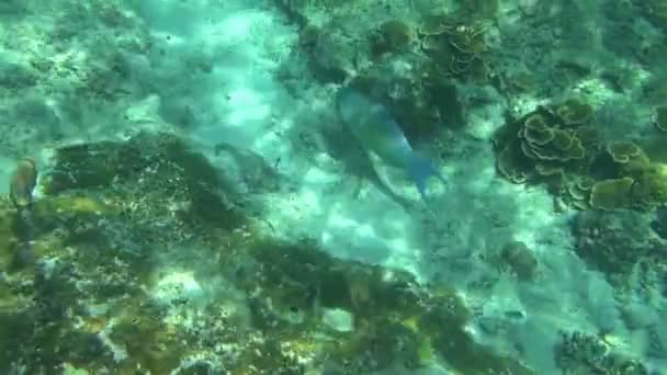 Pesce pappagallo tropicale — Video Stock