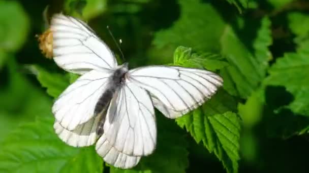 Svart ådrad vit fjäril — Stockvideo