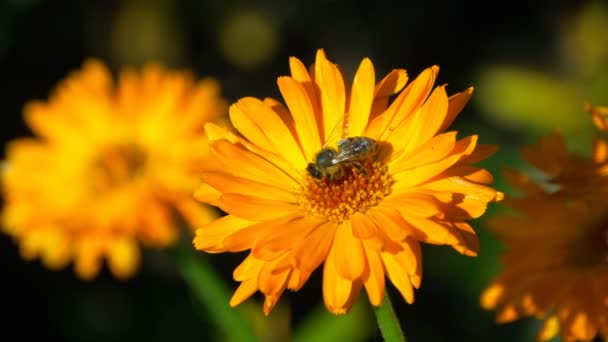 Biene auf einer orangefarbenen Ringelblume — Stockvideo