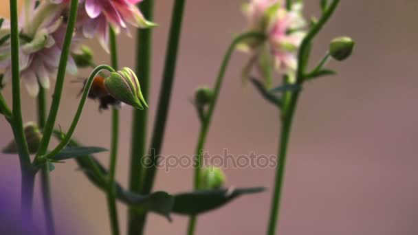 Bumblebee em flores decorativas aquilegia rosa — Vídeo de Stock