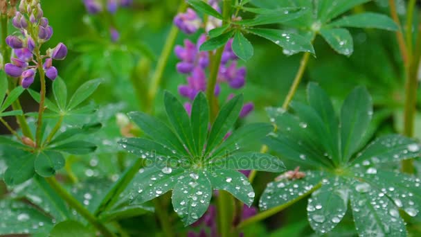 Lupine florescendo após a chuva de verão — Vídeo de Stock