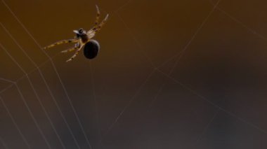 bir web Spider örgüleri