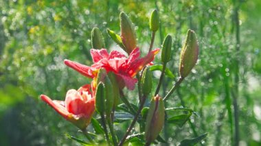 Yağmur altında pembe Lily çiçek