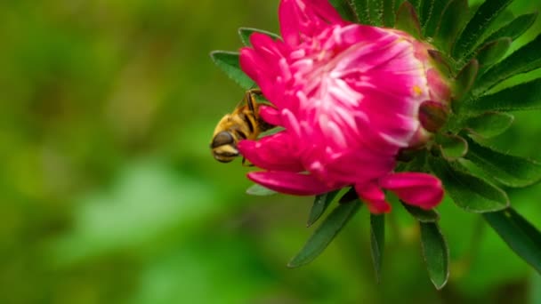 Μεγάλη μύγα στο μπουμπούκι aster — Αρχείο Βίντεο