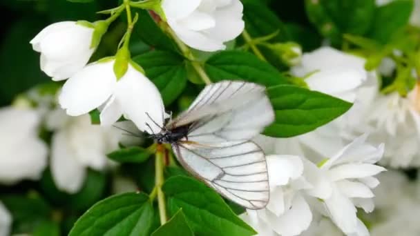 Farfalla bianca venata nera sul gelsomino — Video Stock