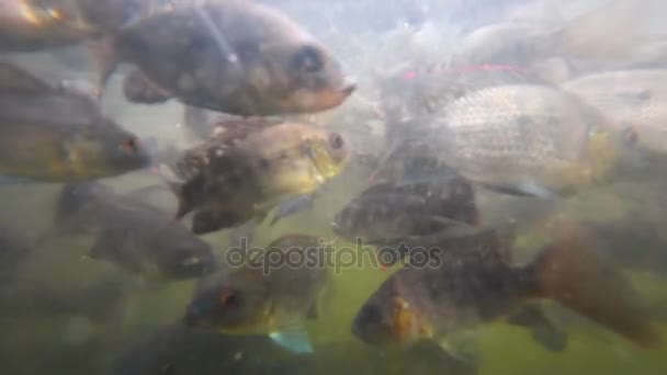 Um bando de peixes em águas agitadas — Vídeo de Stock