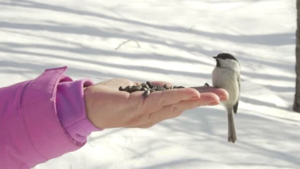 Πουλιών στο γυναικείο χέρι τρώνε τους σπόρους — Αρχείο Βίντεο