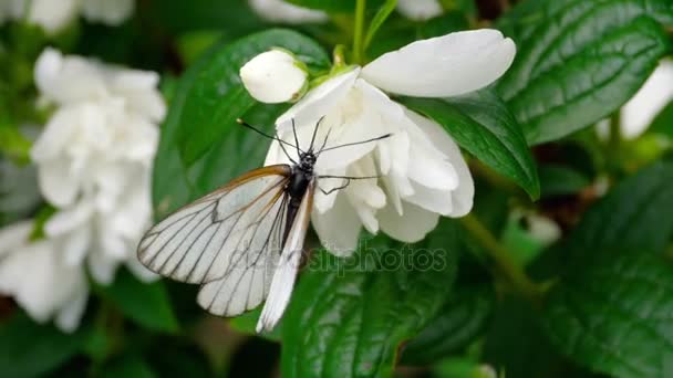 Zwart geaderde wit vlinder op jasmijn — Stockvideo