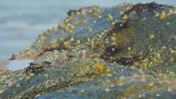 Crabs on the rock at the beach — Stock Video