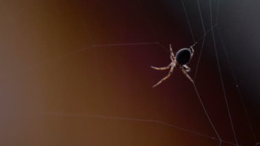 bir web Spider örgüleri