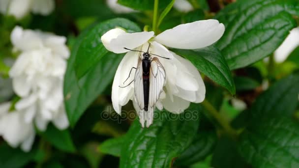 Borboleta branca de veias pretas em Jasmim — Vídeo de Stock