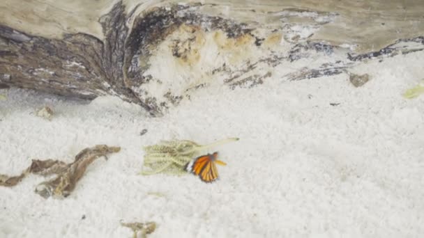 Monarch butterfly homokos strandon — Stock videók