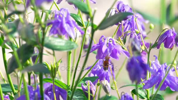 Hommel op bloem aquilegia — Stockvideo