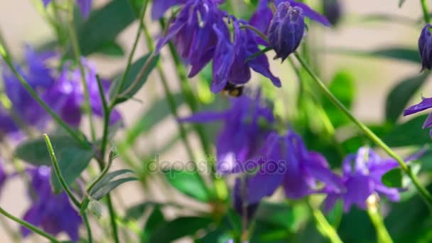 Bumblebee sul fiore aquilegia — Video Stock