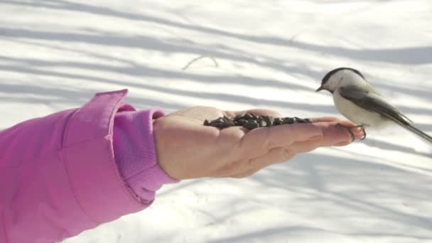 Bird in womens hand eat seeds — Stock Video