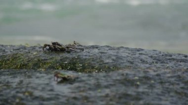 Sahilde rock üzerinde Yengeç