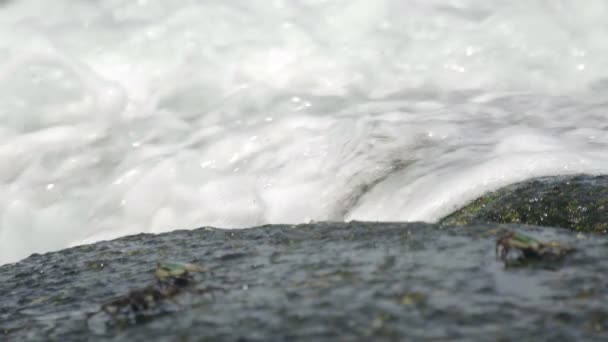 Καβούρια πάνω στο βράχο στην παραλία — Αρχείο Βίντεο