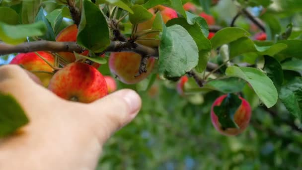 Recogiendo manzana roja de un árbol en verano — Vídeos de Stock