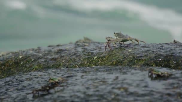 Krabi na skále na pláži — Stock video