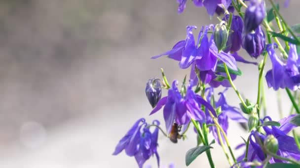 Μέλισσα σε aquilegia λουλούδι — Αρχείο Βίντεο