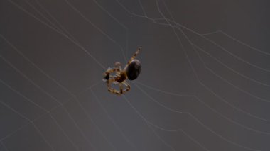bir web Spider örgüleri