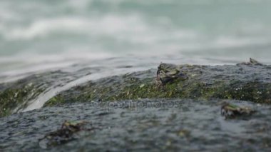 Sahilde rock üzerinde Yengeç